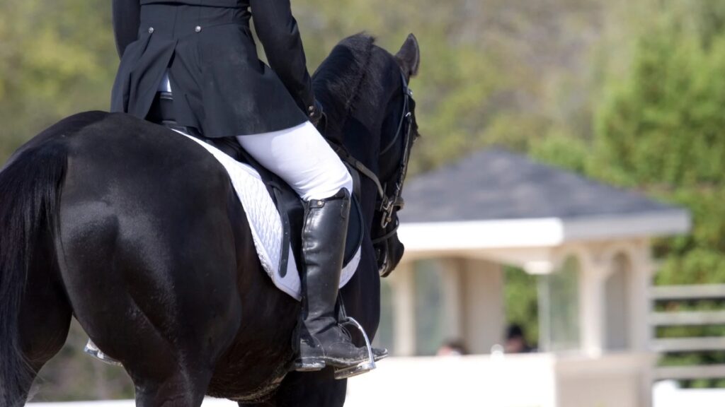 Tendances des cotes PMU