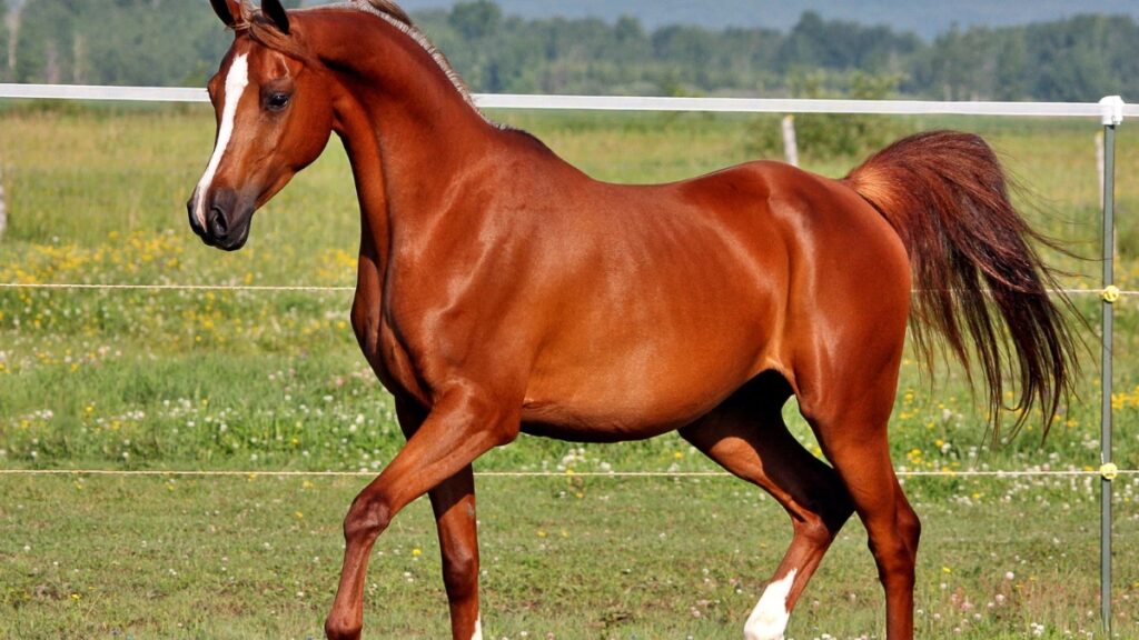 Tendances des cotes PMU