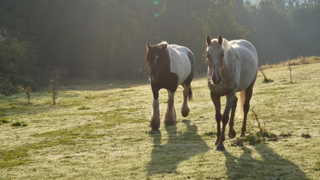 Dernières infos turf