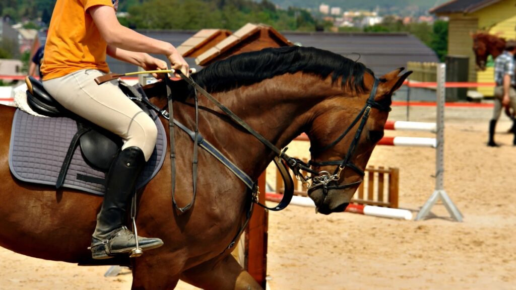 performances estivales des trotteurs