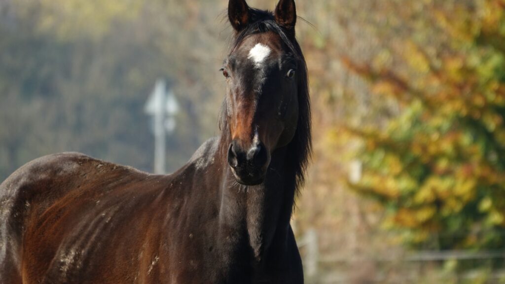Courses préparatoires à l’Arc 