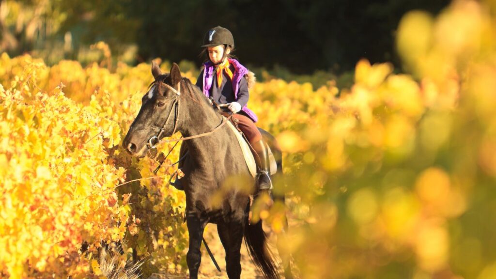 Comprendre les cotes en hippisme