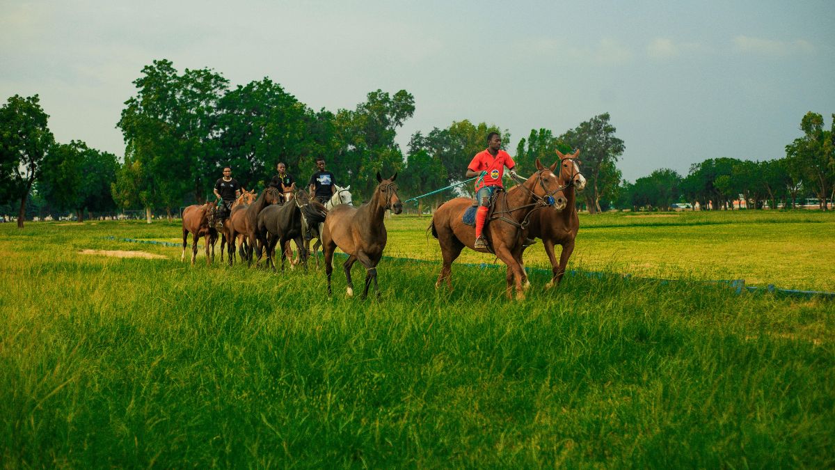 Comprendre les cotes en hippisme