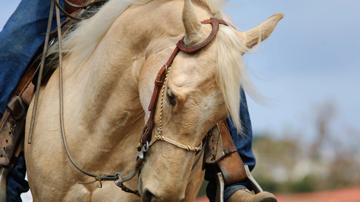 performances estivales des trotteurs