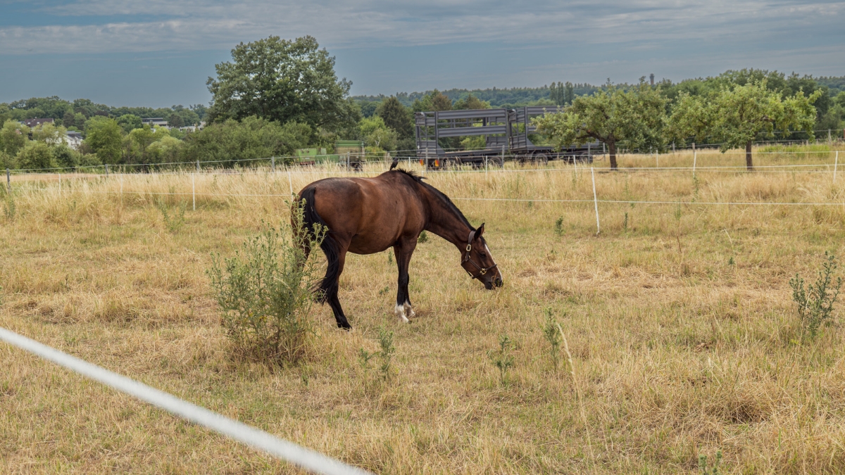 Courses préparatoires à l’Arc
